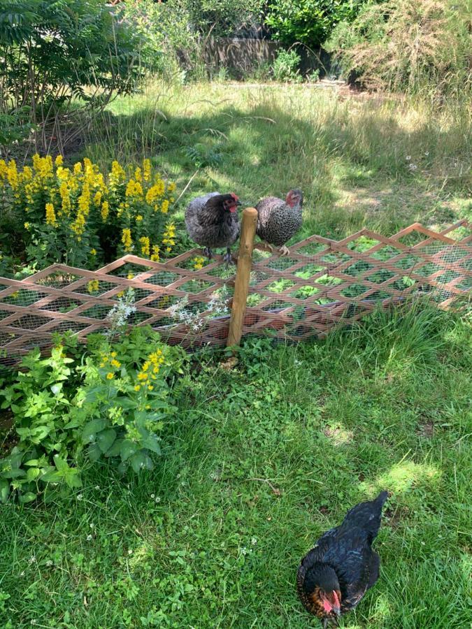 Appartamento La Mozettienne Gesves Esterno foto